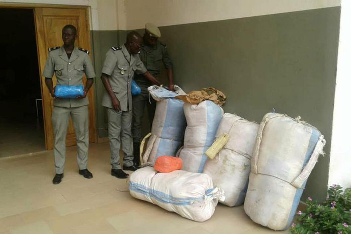 860 Kg de chanvre indien saisis par la Douane