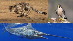 Top 3 des animeaux les plus rapides au monde