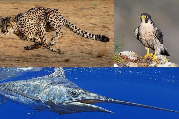 Top 3 des animeaux les plus rapides au monde