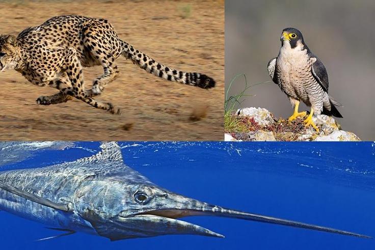Top 3 des animeaux les plus rapides au monde