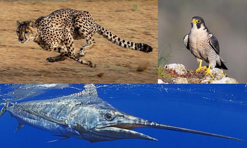 Top 3 des animeaux les plus rapides au monde