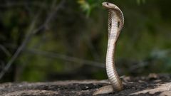 serpent