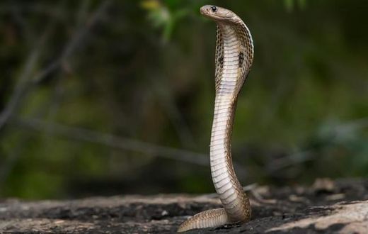 serpent