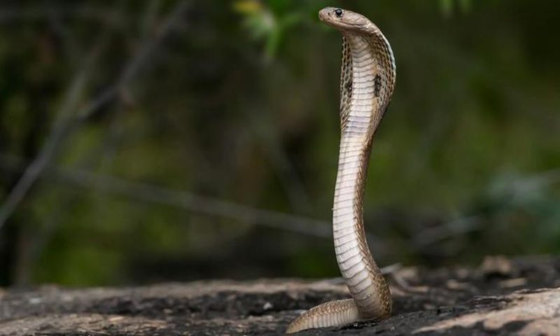 serpent