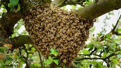 Essaim d'abeille