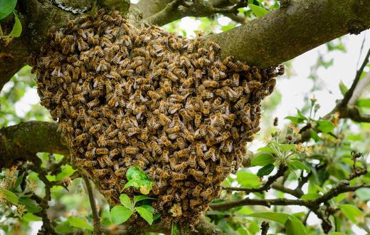 Essaim d'abeille