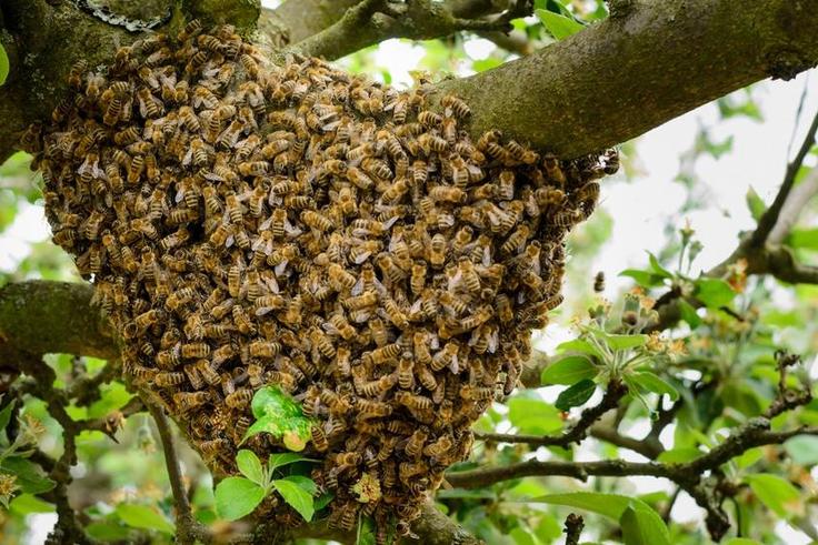 Essaim d'abeille