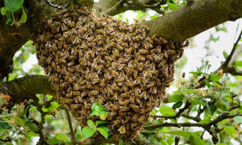 Essaim d'abeille