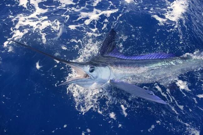 L’espadon-voilier -le-poisson-le-plus-rapide