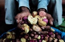 Huit bienfaits de la cola