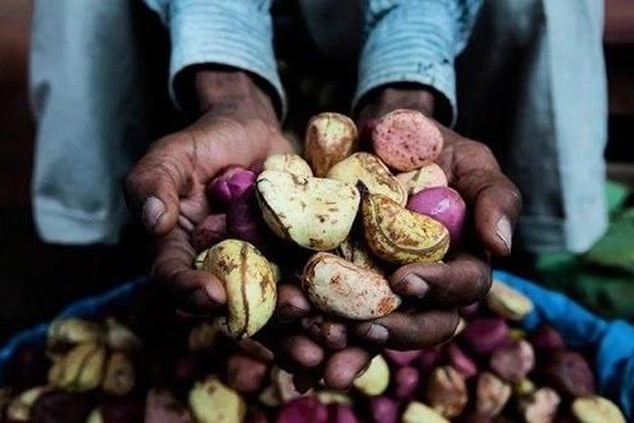 Huit bienfaits de la cola