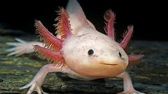 Axolotl