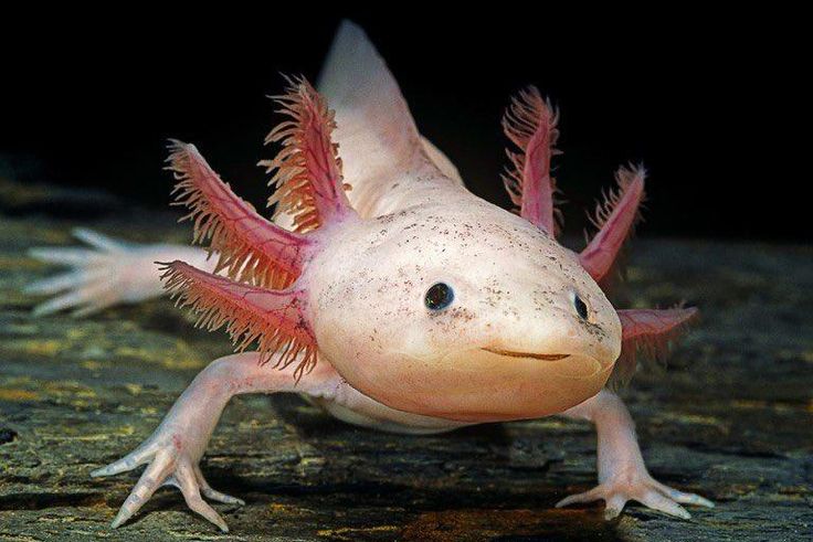 Axolotl