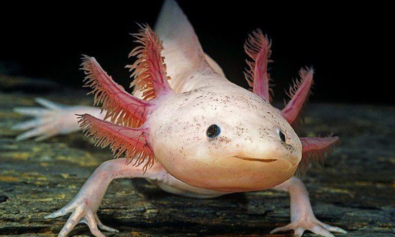 Axolotl