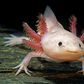 Axolotl