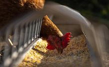 alimentation-poule