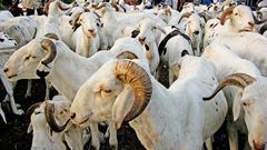 moutons-tabaski
