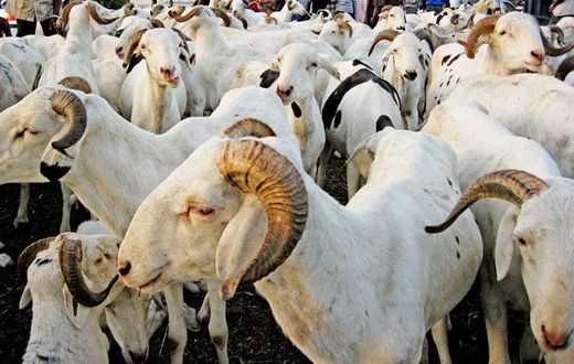 moutons-tabaski