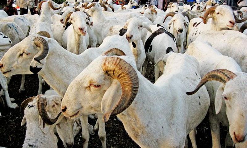 moutons-tabaski