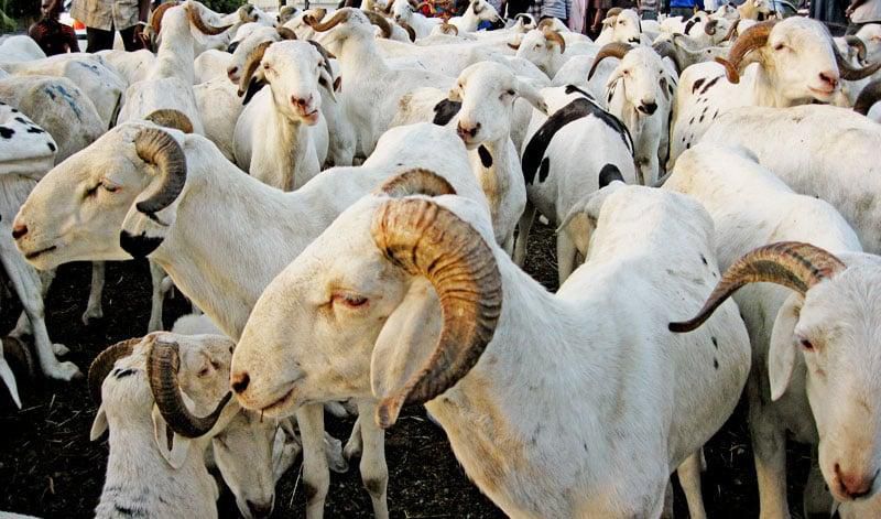 moutons-tabaski