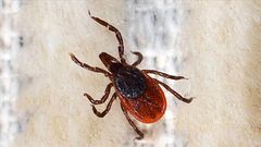 fièvre hémorragique Crimée-Congo