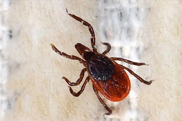 fièvre hémorragique Crimée-Congo