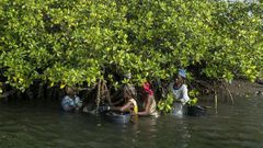 Des femmes qui cueillent des huitres