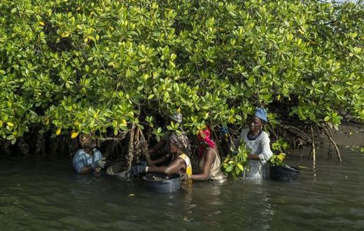 Des femmes qui cueillent des huitres