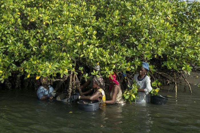 Des femmes qui cueillent des huitres