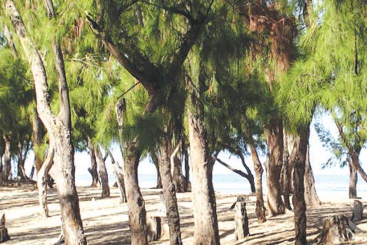 bande filaos Guediawaye