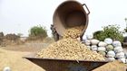 Récolte des arachides dans le village de Guint Kaye, près de Kaolack, en janvier 2020 SEYLLOU - AFP