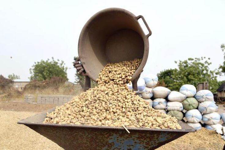 Récolte des arachides dans le village de Guint Kaye, près de Kaolack, en janvier 2020 SEYLLOU - AFP