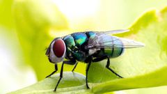 Mouche