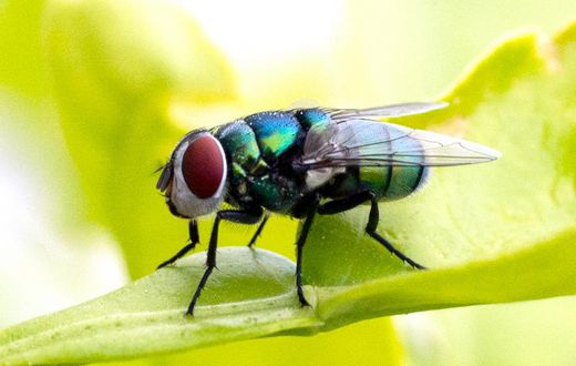 Mouche