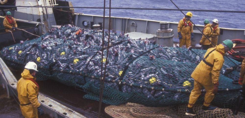 Pêche illicite