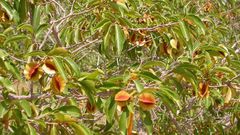 kinkeliba feuilles