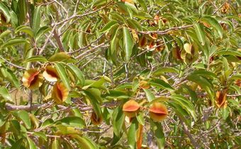 kinkeliba feuilles