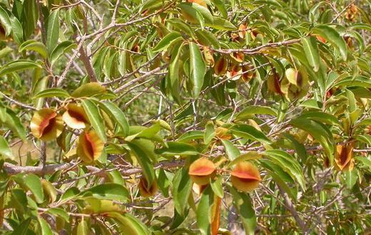 kinkeliba feuilles