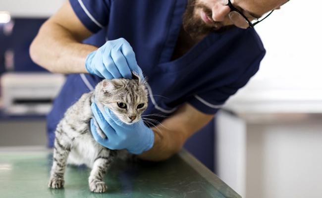 chat-peur-veterinaire