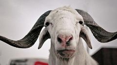 mouton-tabaski