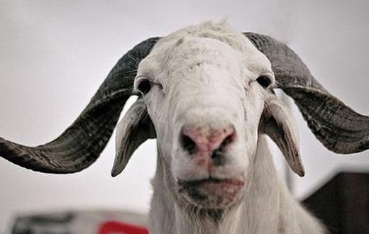 mouton-tabaski