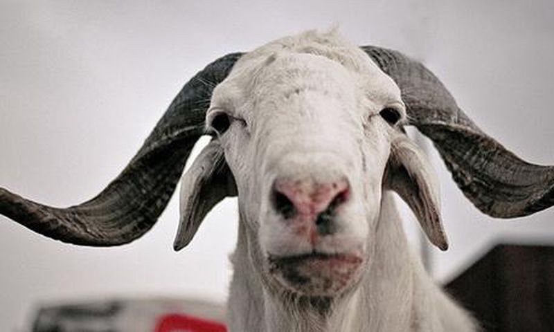 mouton-tabaski