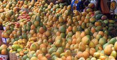 MANGUE en vente