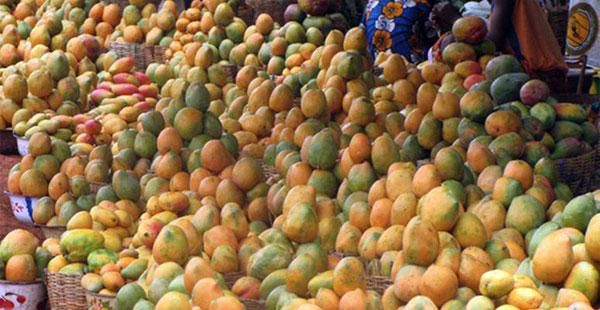 MANGUE en vente