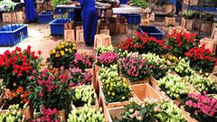 Des fleurs