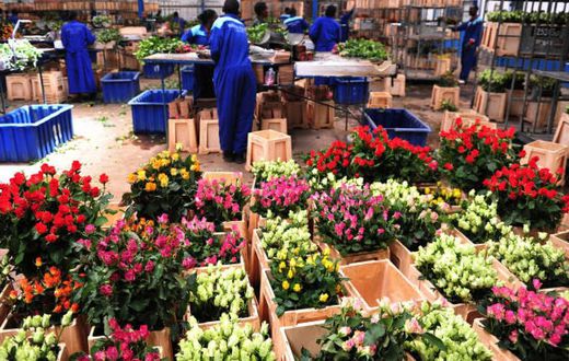Des fleurs