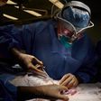 Le rein d’un porc génétiquement modifié continue à fonctionner 32 jours après sa transplantation sur un humain en état de mort cérébrale. - Photo AFP