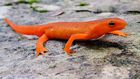 Newts are believed to bring bad luck [chesapeakebay]