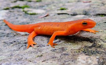 Newts are believed to bring bad luck [chesapeakebay]