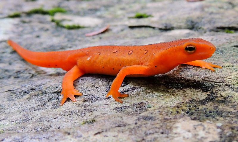 Newts are believed to bring bad luck [chesapeakebay]